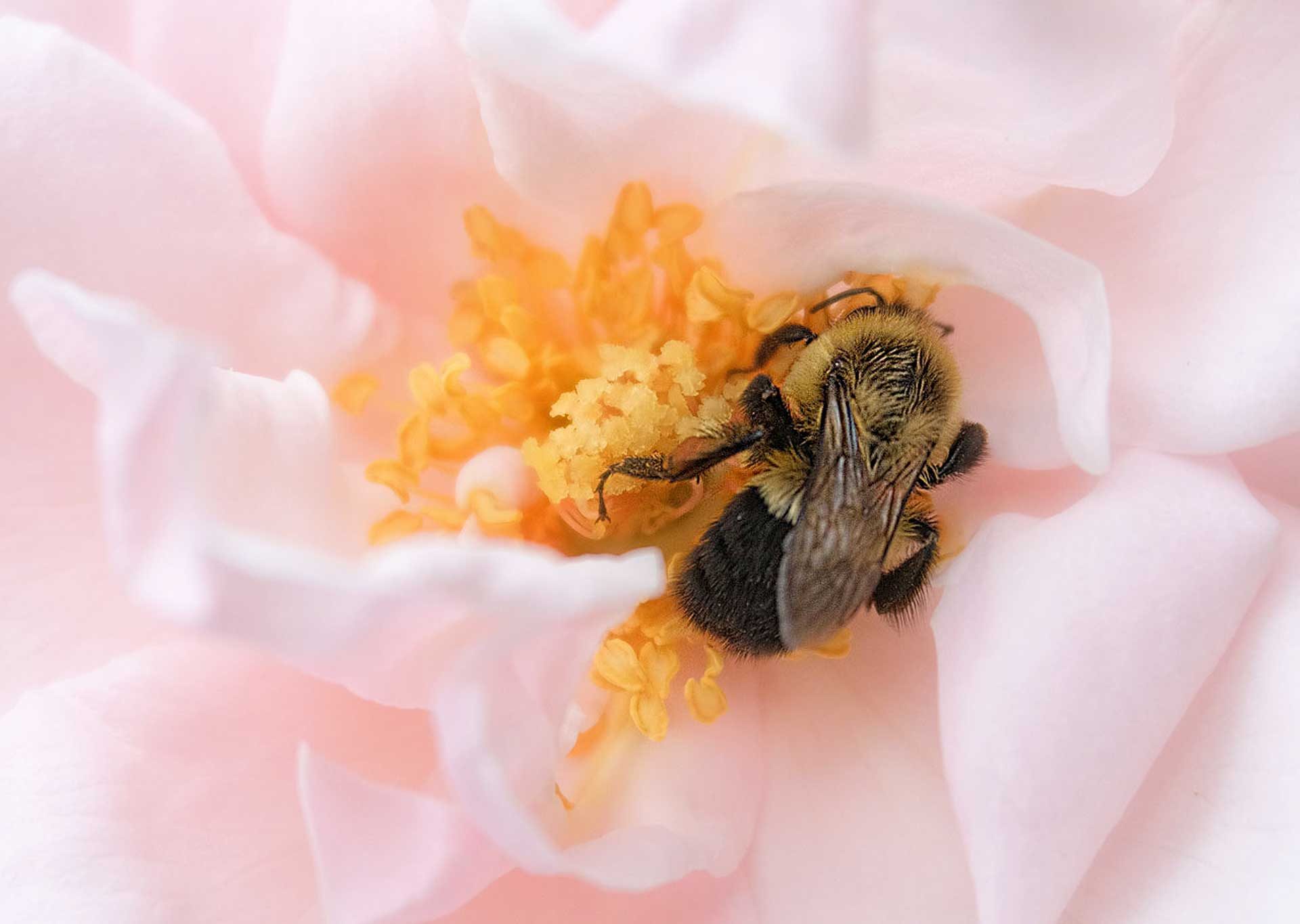 Lessons From A Bee: What Nature Reveals About Slowing Down