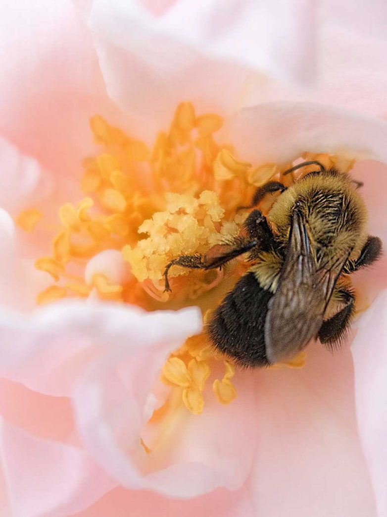 Lessons From A Bee: What Nature Reveals About Slowing Down