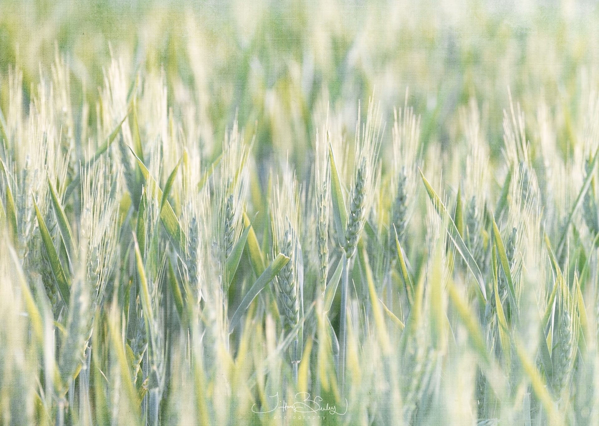 Roasted Grain & Redeeming Grace