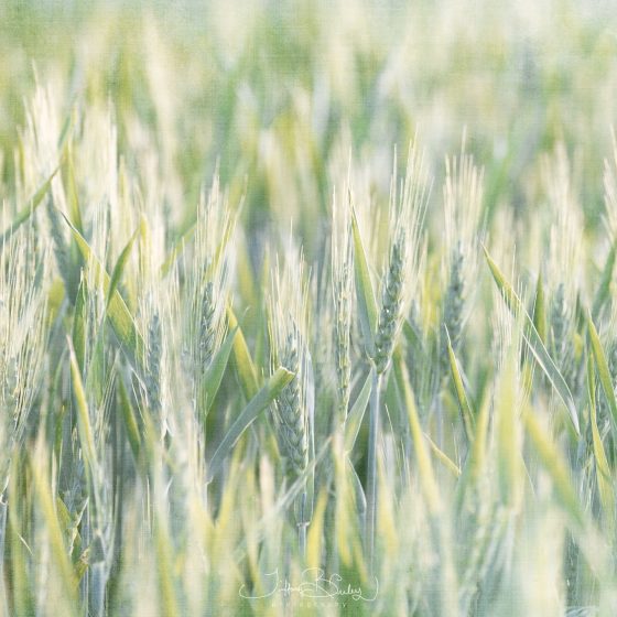 Roasted Grain & Redeeming Grace