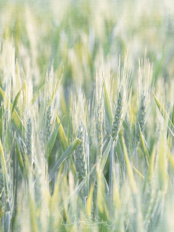 Roasted Grain & Redeeming Grace