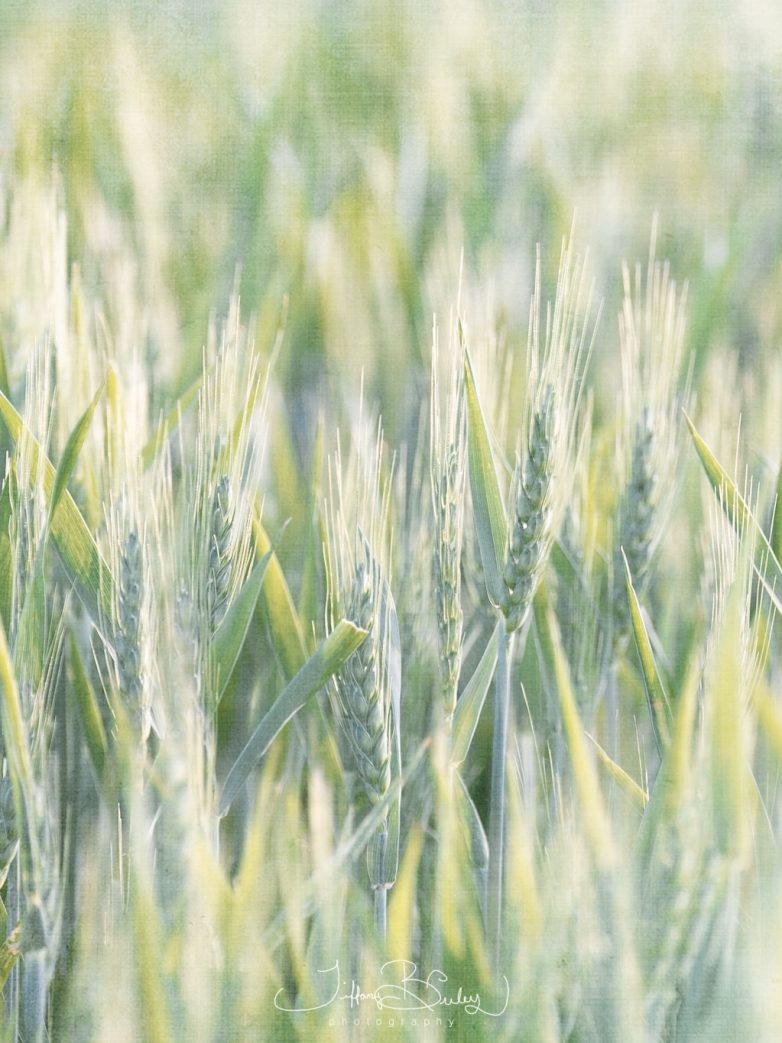 Roasted Grain & Redeeming Grace