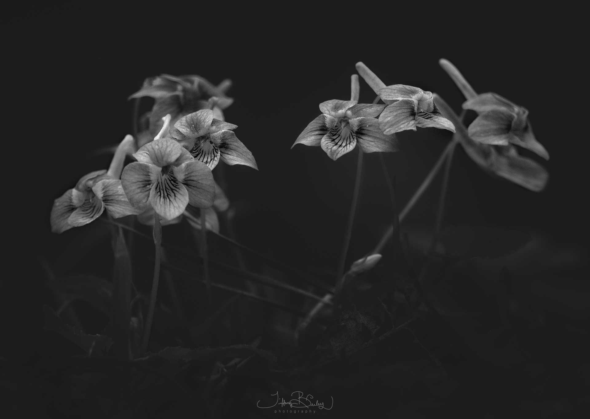 A Letter To The One Grieving