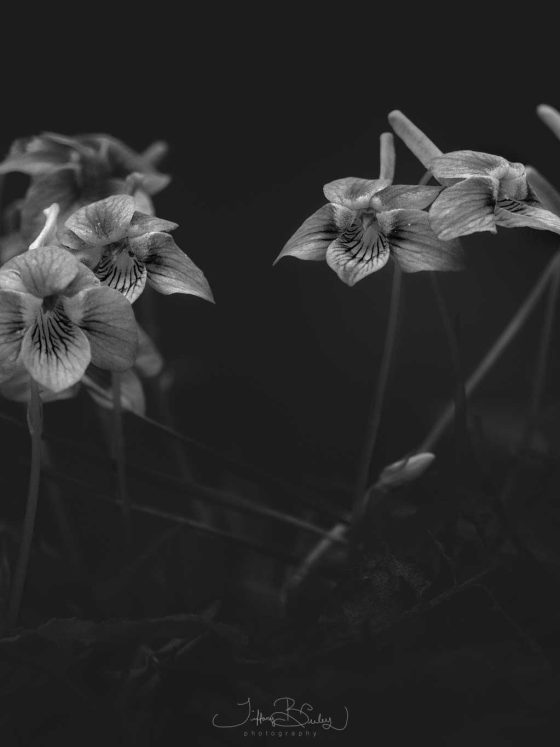 A Letter To The One Grieving