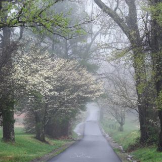 The Wounded Walk Differently